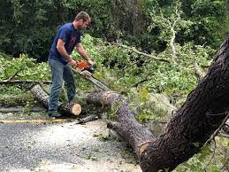 Best Storm Damage Tree Cleanup  in Wildwood, TN