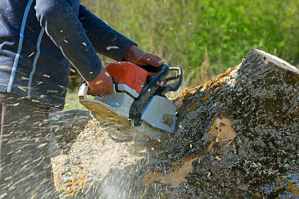 Best Tree Trimming and Pruning  in Wildwood, TN